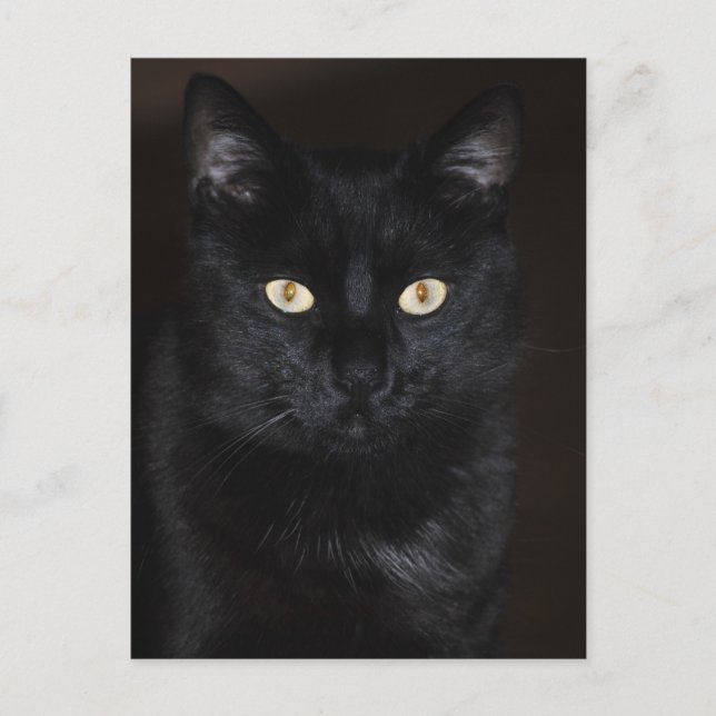 Postal Retrato de gato negro (Anverso)