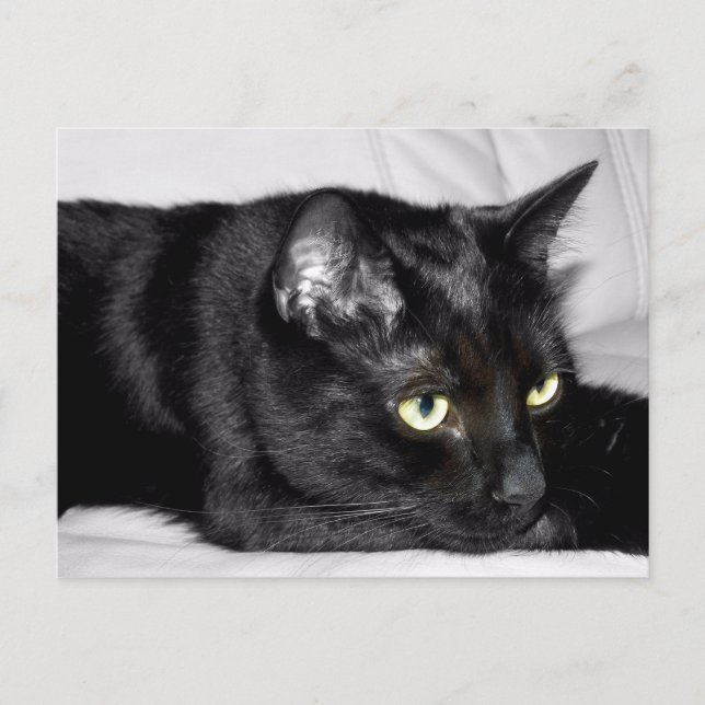Postal Retrato de gato negro lindo (Anverso)