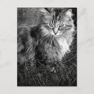 Postal Retrato de gato negro y blanco