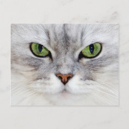 Postal Retrato de gato persa - Postcard