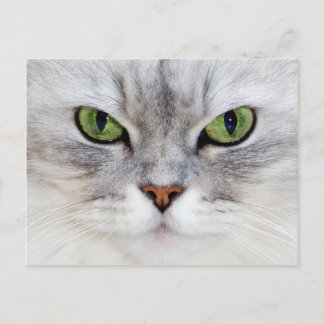 Postal Retrato de gato persa - Postcard