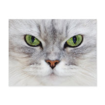 Retrato de gato persa - Postcard