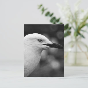 Postal Retrato de gaviota