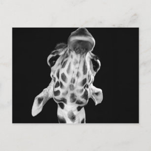 Postal Retrato de Giraf blanco y negro, foto animal
