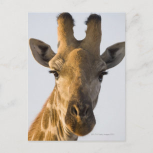 Postal Retrato de Giraffa camelopardalis