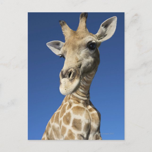 Postal Retrato de Giraffe (Giraffa Camelopardalis) (Anverso)