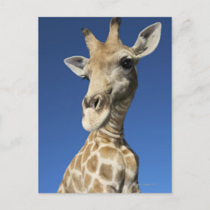 Postal Retrato de Giraffe (Giraffa Camelopardalis)