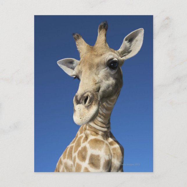 Postal Retrato de Giraffe (Giraffa Camelopardalis 2) (Anverso)