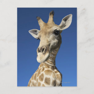 Postal Retrato de Giraffe (Giraffa Camelopardalis 2)