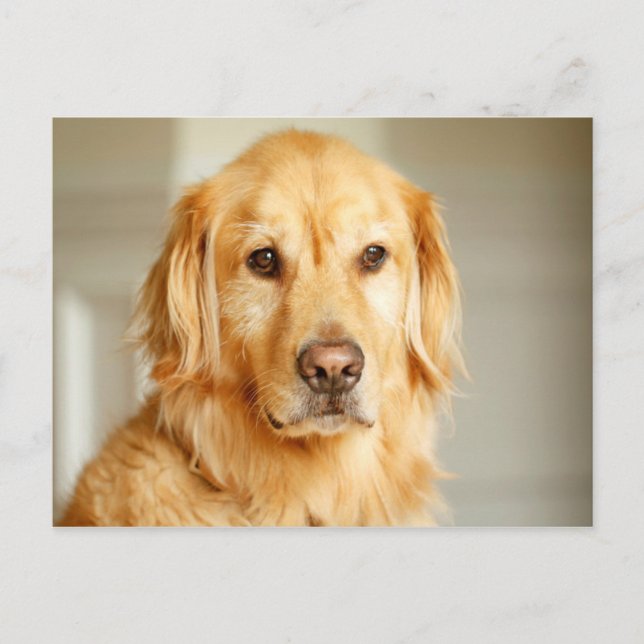 Postal Retrato de Golden Retriever (Anverso)