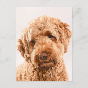 Postal Retrato de Goldendoodle Studio
