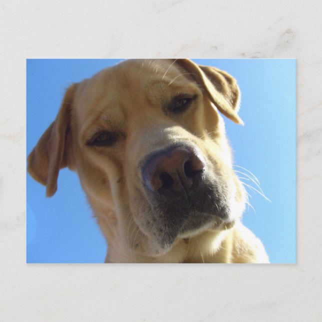 Postal Retrato de Goofy Labrador (Anverso)