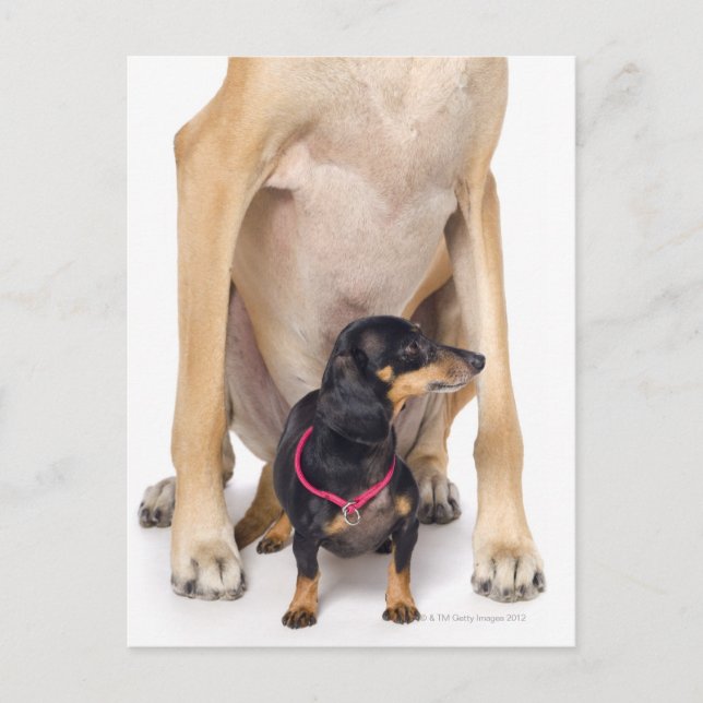 Postal Retrato de Great Dane y Dachshund (Anverso)