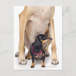 Postal Retrato de Great Dane y Dachshund