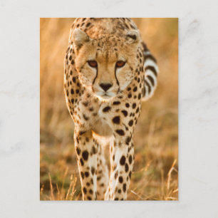 Postal Retrato de guepardo (Acinonyx Jubatus), Maasai
