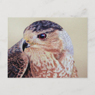 Postal Retrato de Hawk de Coopers