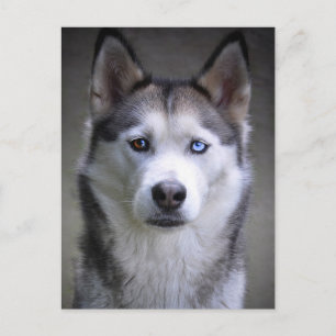 Postal Retrato de Husky
