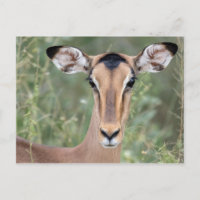 Retrato de Impala