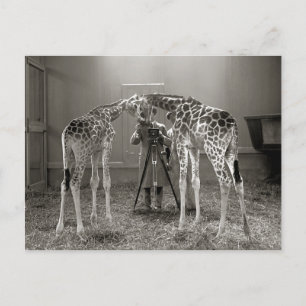 Postal Retrato de jirafa, 1926