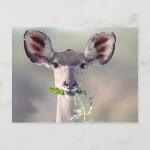 Postal Retrato de Kudu