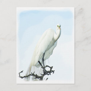 Postal Retrato de la garza de gran blanco