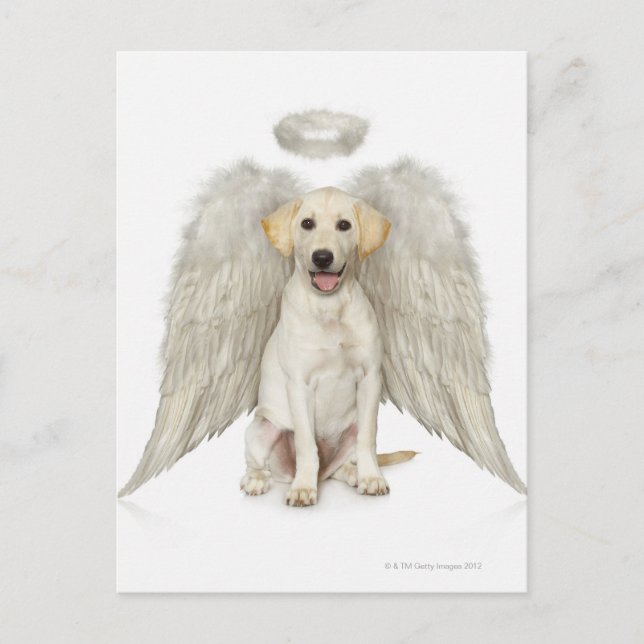 Postal Retrato de la persona de Labrador blanco que lleva (Anverso)