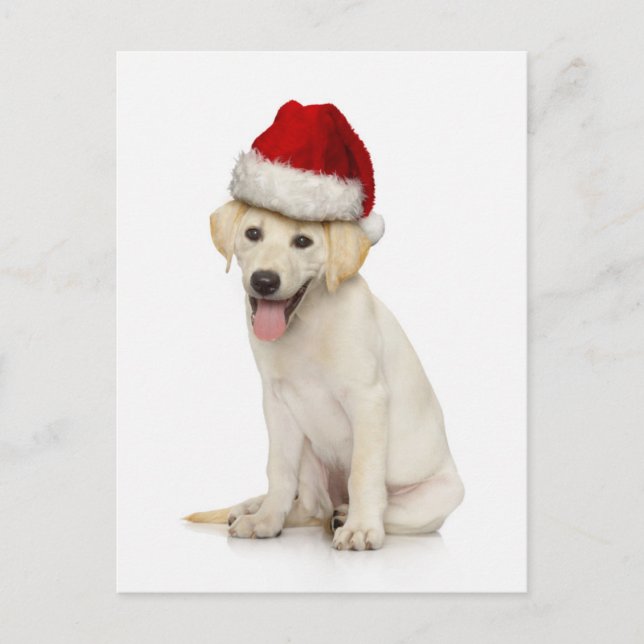 Postal Retrato de Labrador blanco recuperador (Anverso)