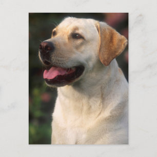 Postal retrato de Labrador Retriever, Hilton