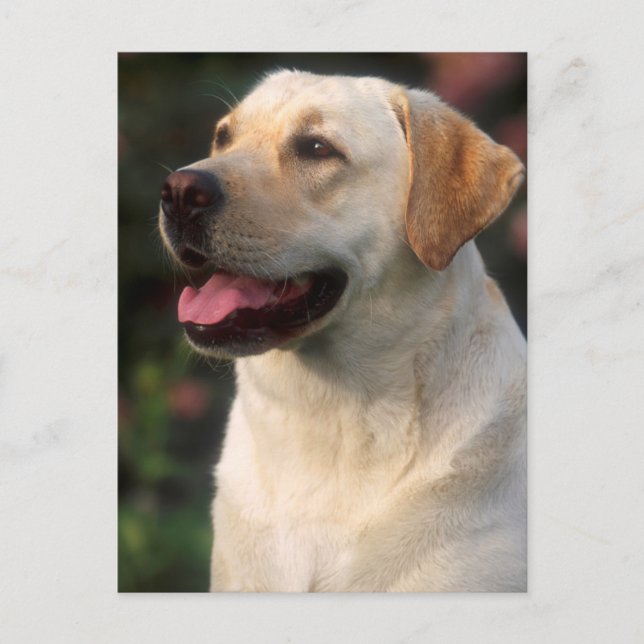 Postal retrato de Labrador Retriever, Hilton (Anverso)