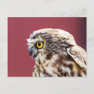 Postal Retrato de lechuza blanca del norte
