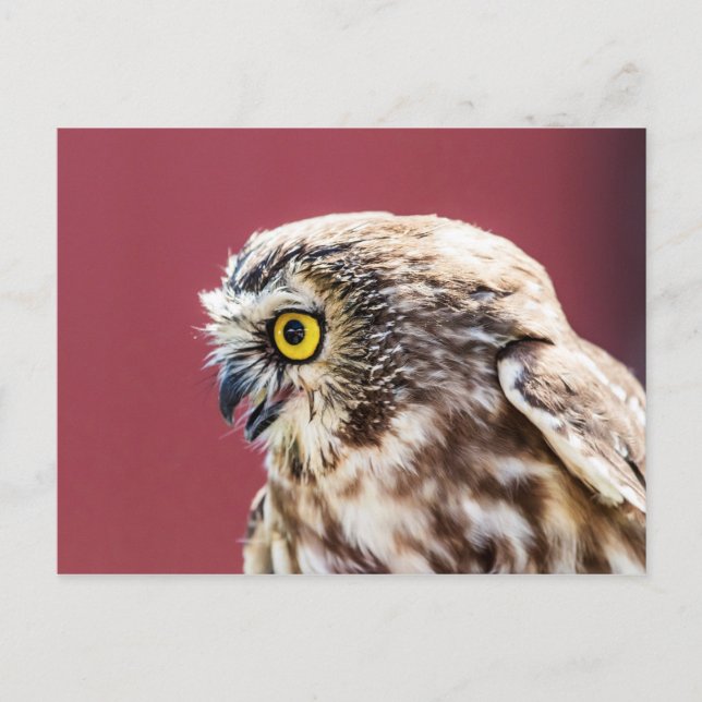 Postal Retrato de lechuza blanca del norte (Anverso)
