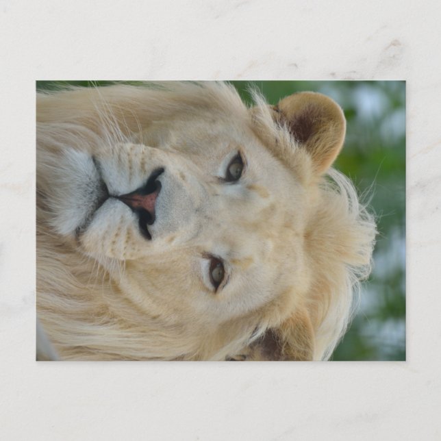 Postal Retrato de León Blanco Sudafricano (Anverso)