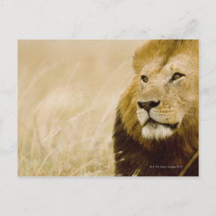 Postal Retrato de león macho (Panthera leo), Masai Mara
