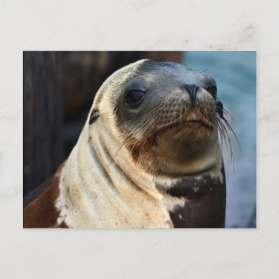 Postal Retrato de león marino
