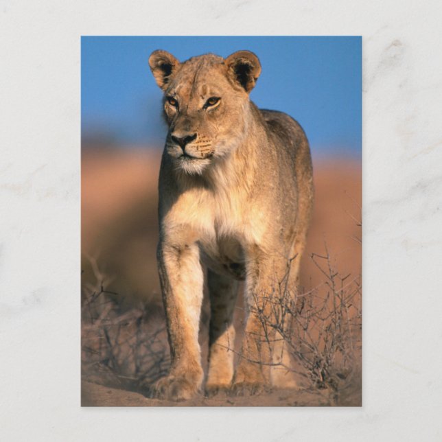 Postal Retrato De Leona (Panthera Leo) (Anverso)