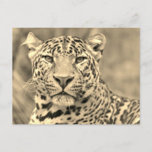 Postal Retrato de Leopard