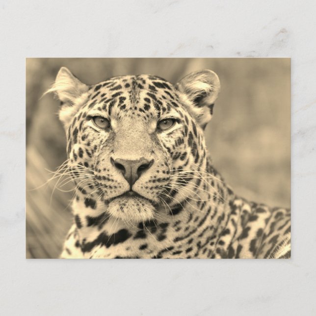 Postal Retrato de Leopard (Anverso)