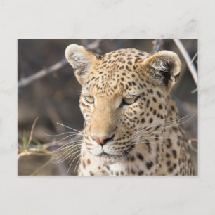 Postal Retrato de leopardo