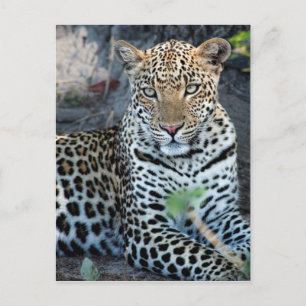Postal retrato de leopardo sentado en primer plano