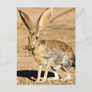 Postal Retrato de liebre de antílope, Arizona