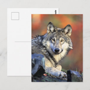 Postal Retrato de lobo