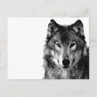 Retrato de lobo blanco y negro
