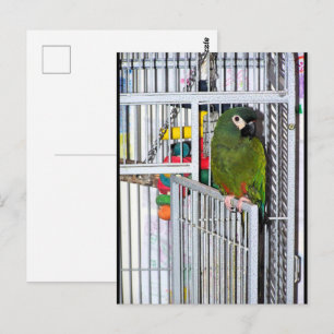 Postal Retrato de Loro Verde