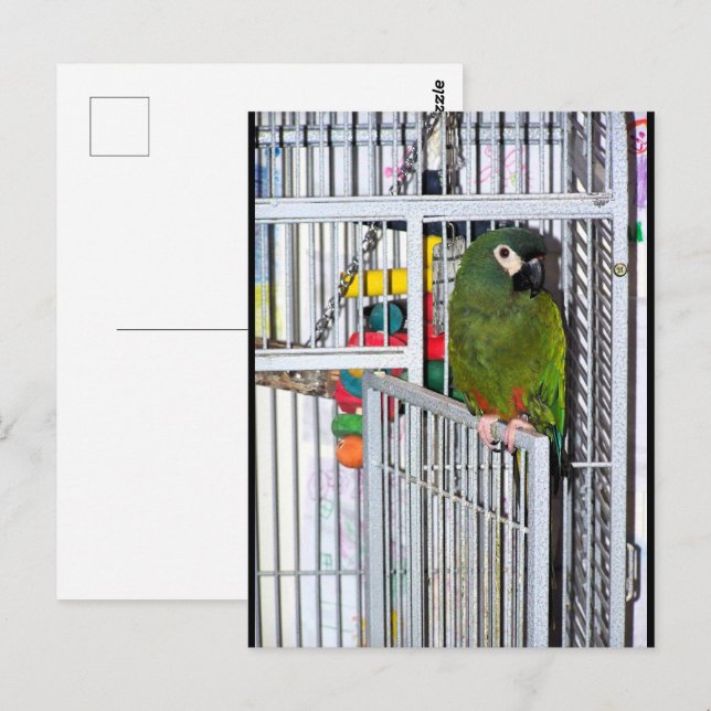 Postal Retrato de Loro Verde (Anverso / Reverso)