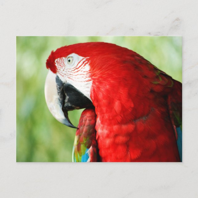 Postal Retrato de Macaw (Anverso)