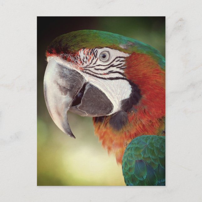 Postal Retrato de Macaw (Anverso)