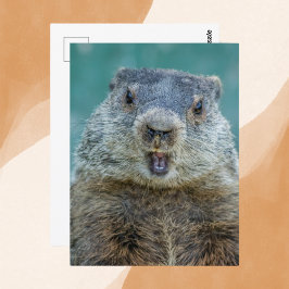 Postal Retrato de marmota en primer plano