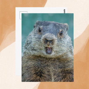 Postal Retrato de marmota en primer plano