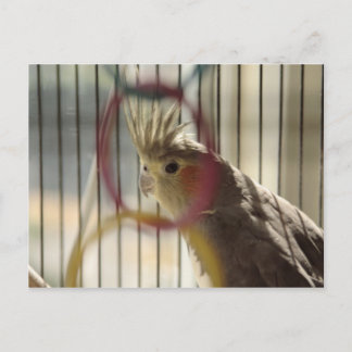 Postal Retrato de Molly a través del anillo