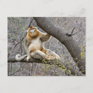 Postal Retrato de mono dorado macho en el árbol